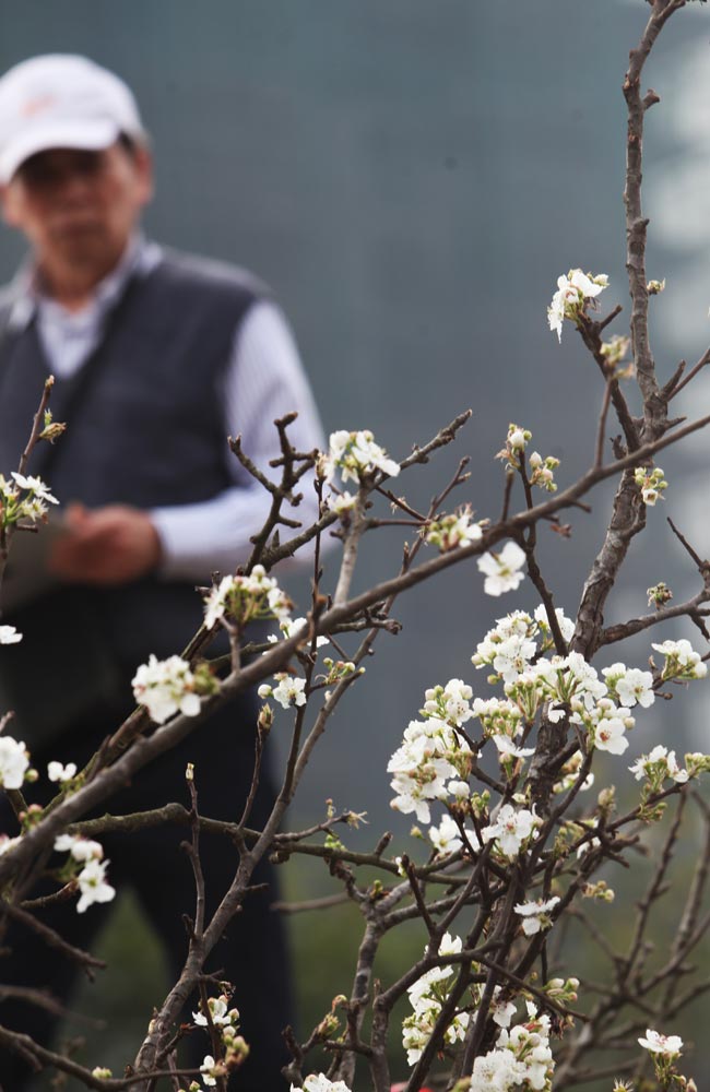 Ảnh: Hoa lê Sa Pa tiền triệu khoe sắc giữa Thủ đô - 6