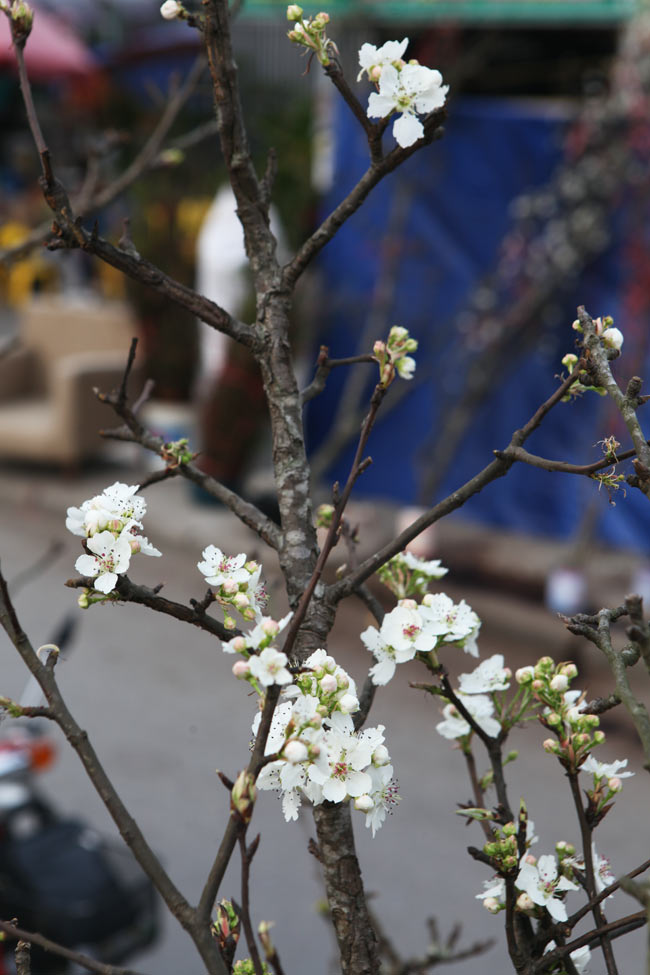 Ảnh: Hoa lê Sa Pa tiền triệu khoe sắc giữa Thủ đô - 10