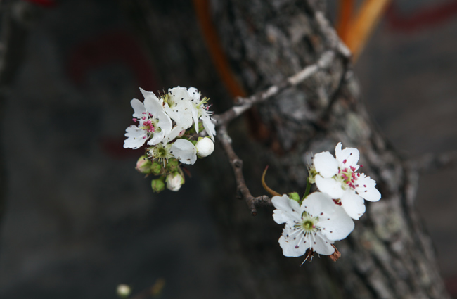 Ảnh: Hoa lê Sa Pa tiền triệu khoe sắc giữa Thủ đô - 12