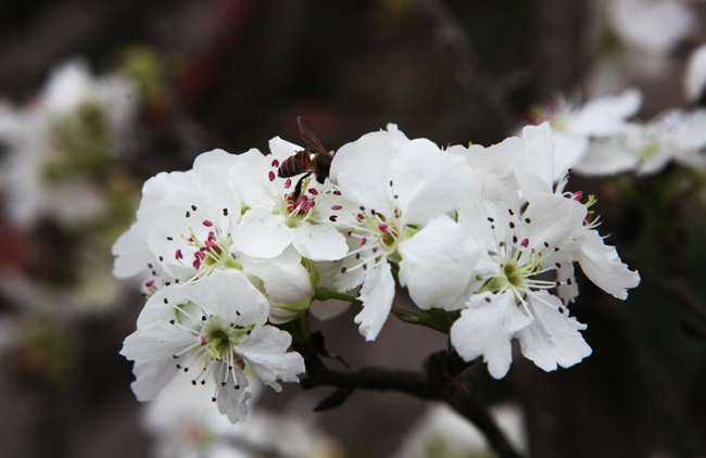 Ảnh: Hoa lê Sa Pa tiền triệu khoe sắc giữa Thủ đô - 4