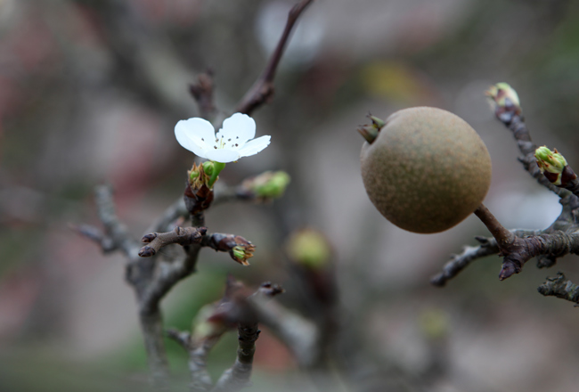 Ảnh: Hoa lê Sa Pa tiền triệu khoe sắc giữa Thủ đô - 13