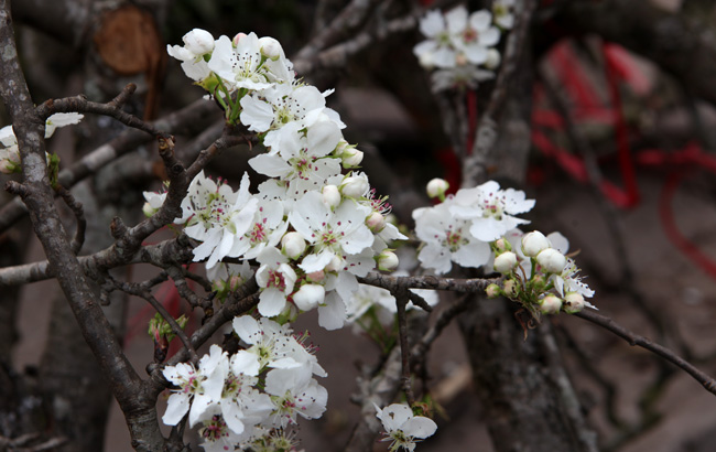 Ảnh: Hoa lê Sa Pa tiền triệu khoe sắc giữa Thủ đô - 11