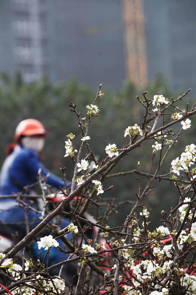 Ảnh: Hoa lê Sa Pa tiền triệu khoe sắc giữa Thủ đô - 14