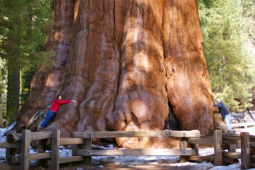 Chiêm ngưỡng 10 cây cổ thụ lớn nhất thế giới - 1