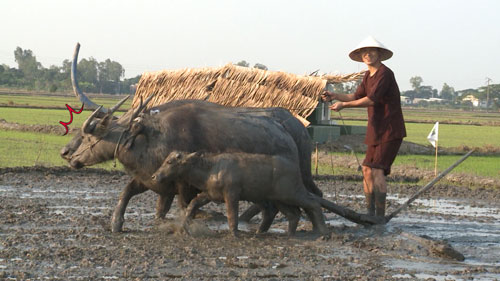 Bố con Xuân Bắc cực hài khi cày ruộng như nông dân - 4