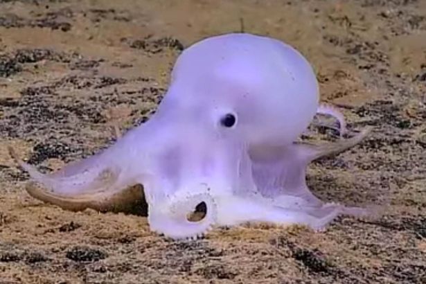 Phát hiện loài bạch tuộc “ma” lạ chưa từng thấy - 1