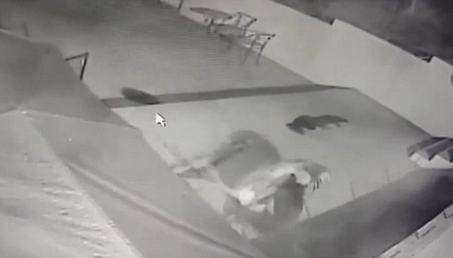 Video: Chó nhà lao vào cắn nhau với sư tử suốt 2 phút - 1