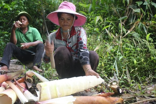 Cận cảnh loài tre khổng lồ, báu vật trên núi cao Quảng Nam - 9