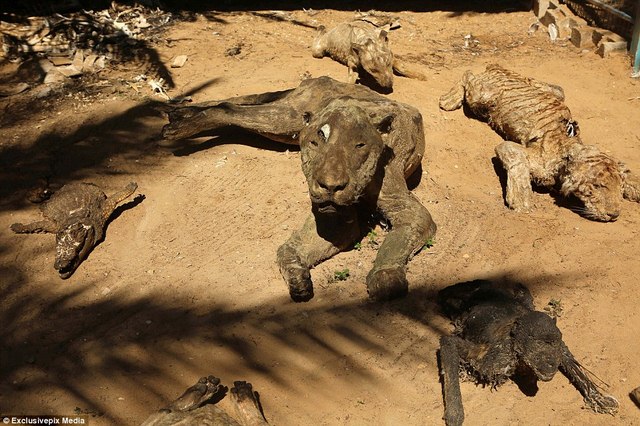 Động vật hóa xác ướp ở vườn thú dải Gaza - 1