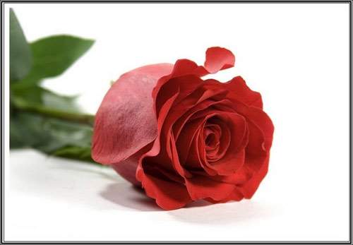 Những món quà 8/3 dưới 100.000 đồng khiến nàng thích mê - 2