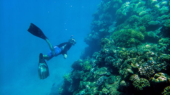 Một nhà khoa học tình nguyện đang kiểm tra tình trạng san hô dưới một vùng biển thuộc nước Úc. Ảnh chụp bằng Lumia 950 XL.