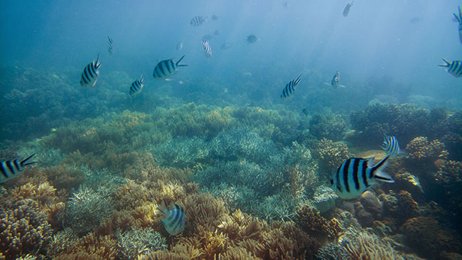 San hô, thực vật biển và các loài cá tạo nên một không gian cực đẹp mắt dưới đáy đại dương. Ảnh chụp bởi Lumia 950.