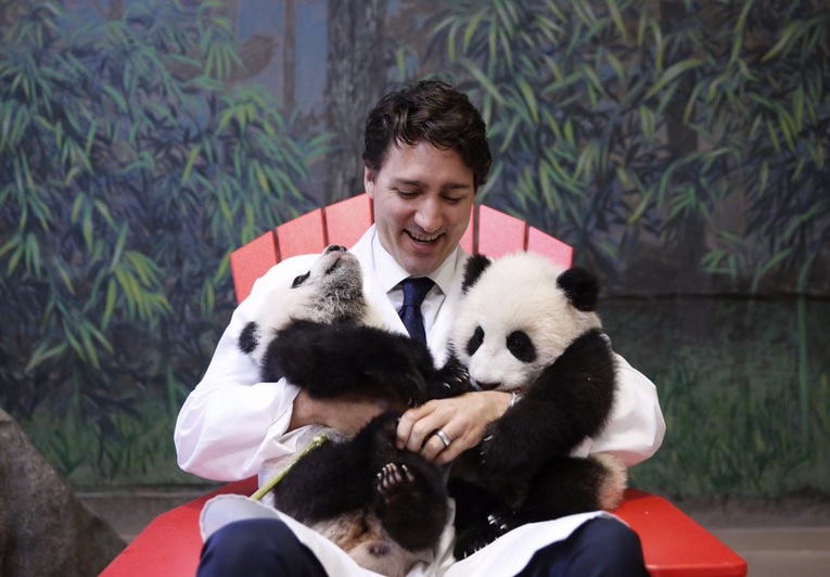 Thủ tướng Canada điển trai bồng bế gấu trúc cực đáng yêu - 1