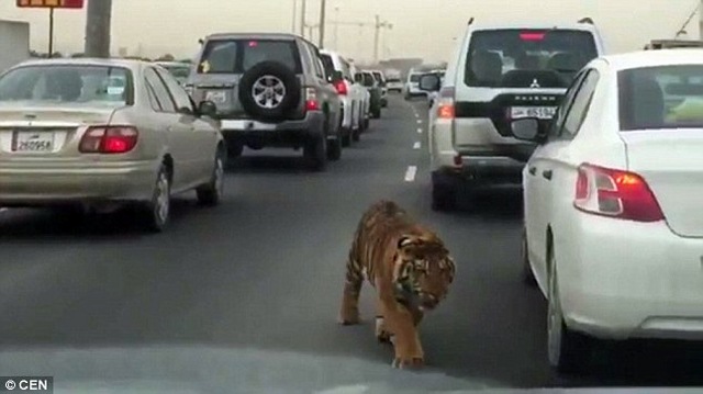 Hổ tuột xích đi lại nhởn nhơ trên phố ở Qatar - 1