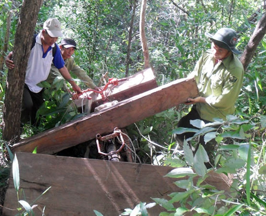 Bà trùm "lâm tặc" dữ dằn ở Ninh Thuận - 1