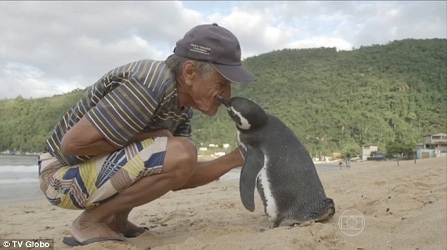Chim cánh cụt bơi 8.000 km về thăm ân nhân - 1