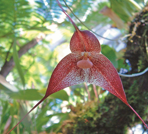 Phong lan "ma cà rồng" biến hóa để thu hút ruồi - 2