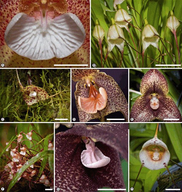 Phong lan "ma cà rồng" biến hóa để thu hút ruồi - 3