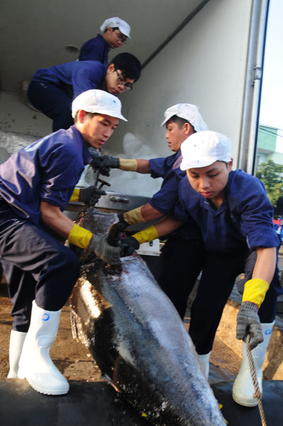 Đánh bắt cá ngừ kiểu Nhật gặp khó - 1