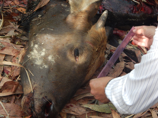 Bắt 2 nghi phạm bắn chết bò tót ở Đồng Nai - 1