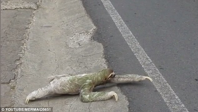 Tức cười con lười ì ạch bò sang đường - 3