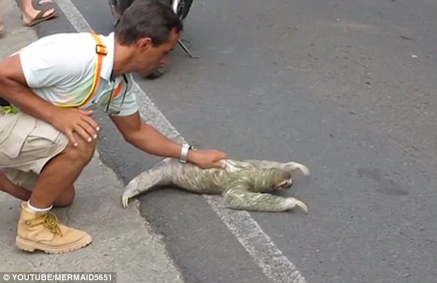 Tức cười con lười ì ạch bò sang đường - 4