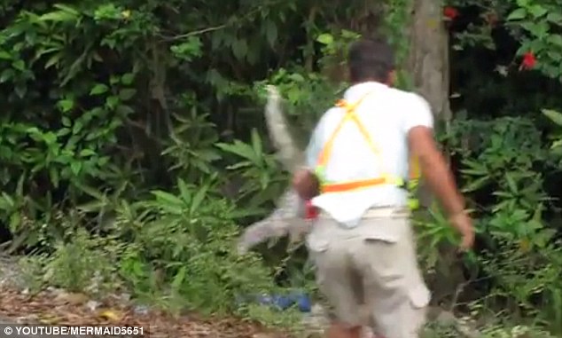 Tức cười con lười ì ạch bò sang đường - 5