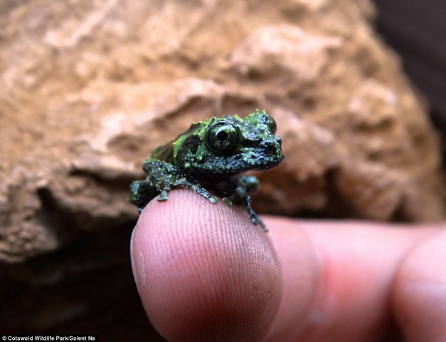 Ếch rêu cực hiếm ở VN sinh sản thành công ở Anh - 2