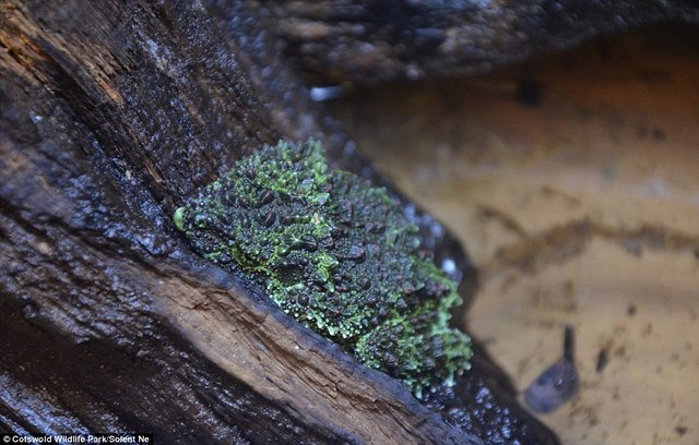 Ếch rêu cực hiếm ở VN sinh sản thành công ở Anh - 3