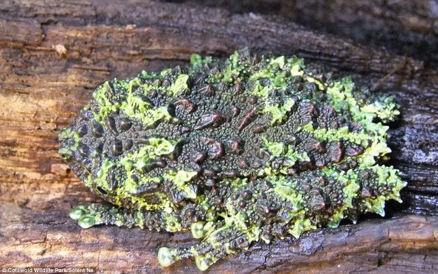 Ếch rêu cực hiếm ở VN sinh sản thành công ở Anh - 4