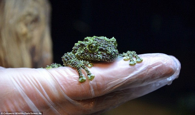 Ếch rêu cực hiếm ở VN sinh sản thành công ở Anh - 5