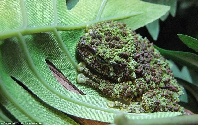 Ếch rêu cực hiếm ở VN sinh sản thành công ở Anh - 6