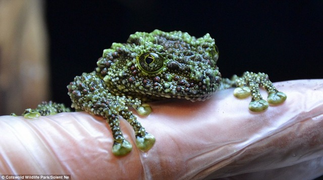 Ếch rêu cực hiếm ở VN sinh sản thành công ở Anh - 7