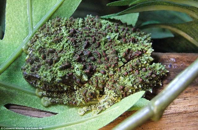 Ếch rêu cực hiếm ở VN sinh sản thành công ở Anh - 8