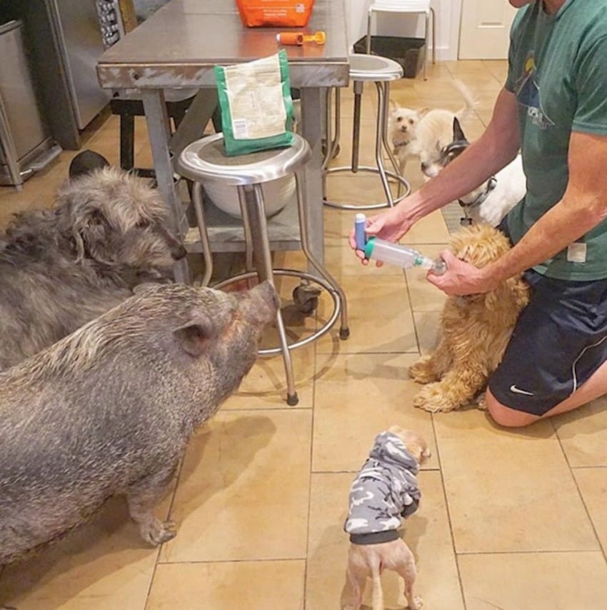 Người đàn ông Mỹ cưu mang cả đàn thú nuôi trong nhà - 4