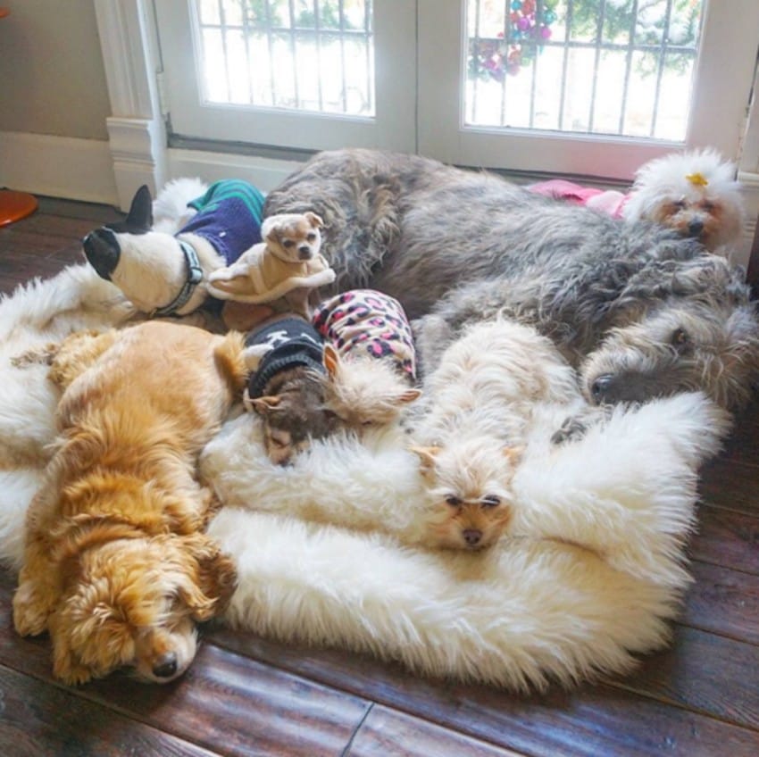 Người đàn ông Mỹ cưu mang cả đàn thú nuôi trong nhà - 6