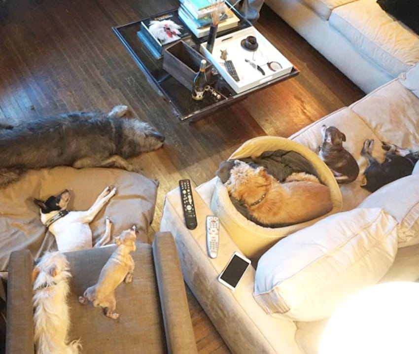 Người đàn ông Mỹ cưu mang cả đàn thú nuôi trong nhà - 7