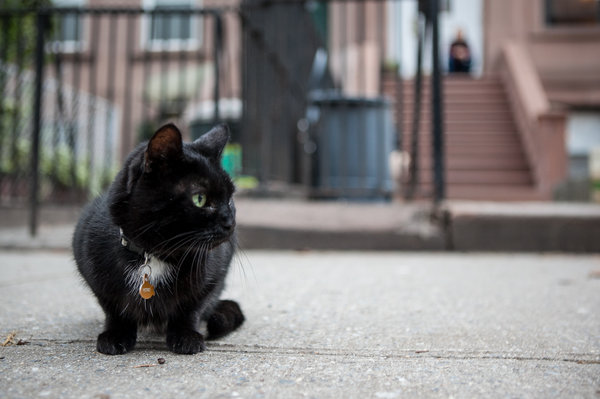 Một ngày của &#34;thị trưởng&#34; mèo tại khu phố nhỏ ở Mỹ - 1