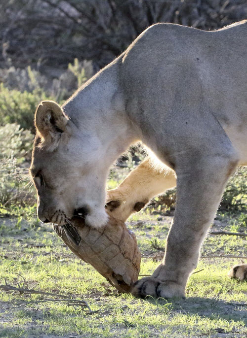 Sư tử "bó tay" trước rùa cố thủ trong mai - 2