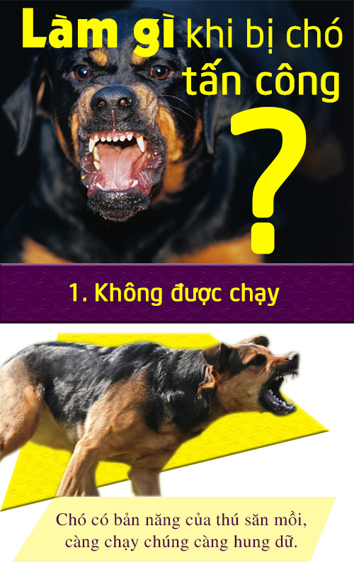 [Infographic] Cách xử lý tình huống khi chó dữ tấn công - 1