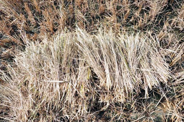 Ảnh: Ruộng nứt toác, mặn chát, lòng dạ như bị xát muối - 8