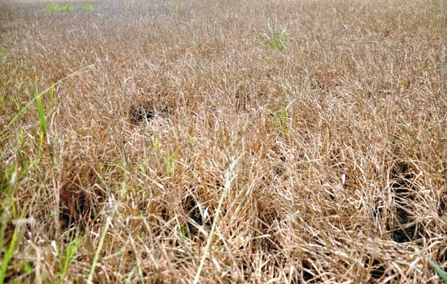 Ảnh: Ruộng nứt toác, mặn chát, lòng dạ như bị xát muối - 3