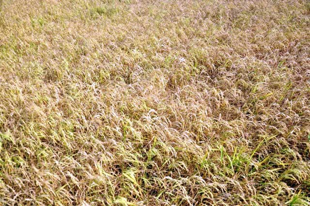 Ảnh: Ruộng nứt toác, mặn chát, lòng dạ như bị xát muối - 5