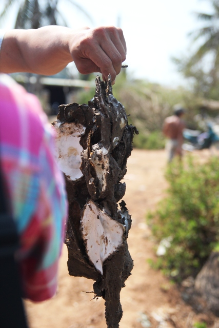 Hàu há miệng, nông dân miền Tây đắng lòng - 2