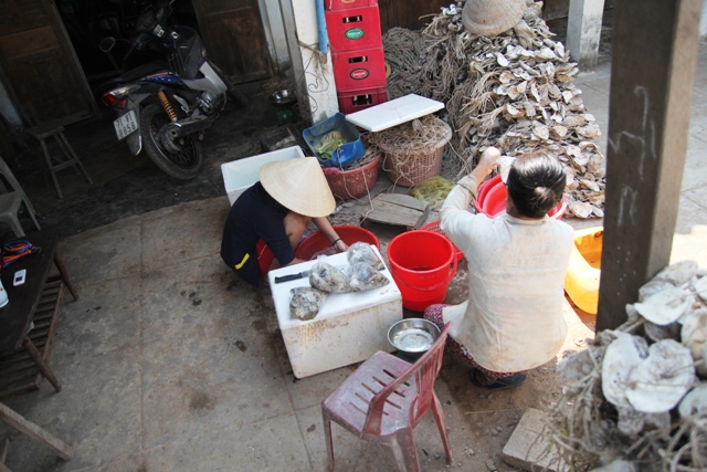 Hàu há miệng, nông dân miền Tây đắng lòng - 6