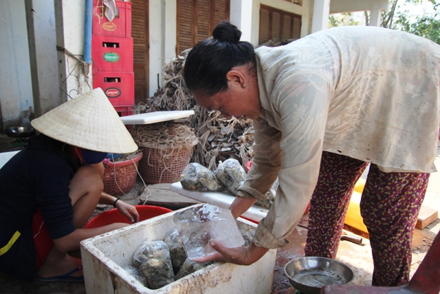 Hàu há miệng, nông dân miền Tây đắng lòng - 7