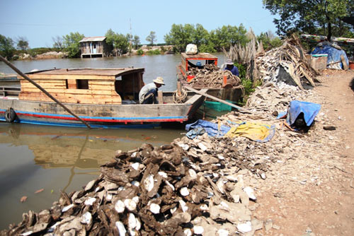Hàu há miệng, nông dân miền Tây đắng lòng - 5