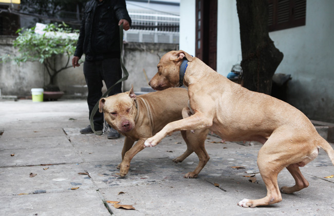 Chó dữ &#34;ngông nghênh&#34; đi lại khắp Thủ đô - 8