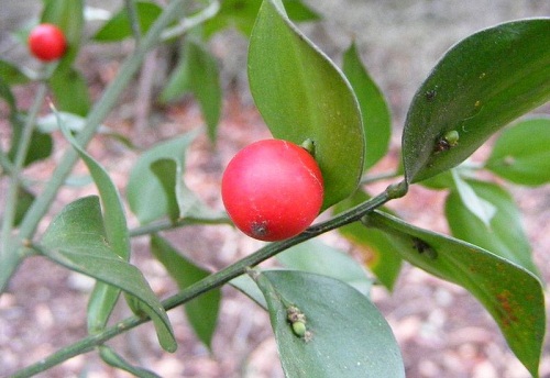 Kỳ lạ loài cây có quả mọc trên lá - 1