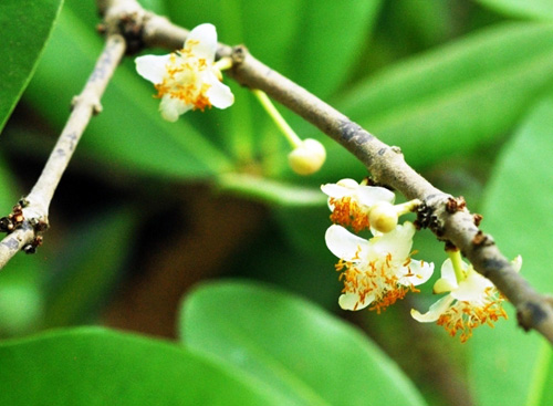 Ngắm “Lão Bạch mai” 300 tuổi ở miền Tây - 1